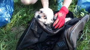 For many years i have been creating content on. Steinen In Tasche Gefangener Hund Vorm Ertrinken Gerettet Steinen Verlagshaus Jaumann