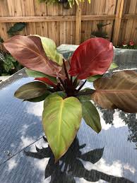 Philodendron Mccolleys Finale 6 Pot In 2020 Philodendron Philodendron Plant Italian Cypress Trees