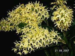 Dendrobium Speciosum Beautiful Australian Ground Orchid Which Looks Amazing In A Lightly Shaded Garden Dendrobium Speciosum Ground Orchids Dendrobium Orchids