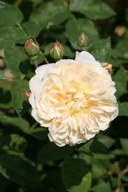 On mar 25, 2008, littlemick from maryville, tn (zone 6b) wrote: Rosa Teasing Georgia Ausbaker Pbr Cl Rose Teasing Georgia Rhs Gardening