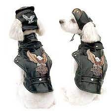 Pin On Pet Stuff