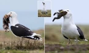 A behavior common with intact rabbits. Shocking Moment A Seagull Swallows A Small Rabbit Whole After Shaking It To Death Daily Mail Online