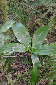 Image result for Disa zimbabweensis