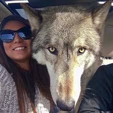 Rescue of Abandoned Wolf Dog