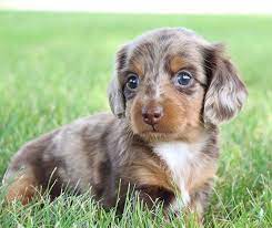 We did not find results for: Pin By Vip Puppies Animals Dogs On Puppies For Sale Puppies Cute Dogs Dachshund Puppy Miniature