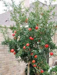 Pomegranate Plants Punica Granatum L Juicy Red Fruits And Glossy Green Foliage These Plants Offer Color And Texture Potted Trees Fruit Plants Fruit Garden