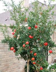 Growing your own fruit can be rewarding and flowering crabapple trees (malus spp.) are ornamental trees, related to apple trees, but bearing. Pin On Bucket List