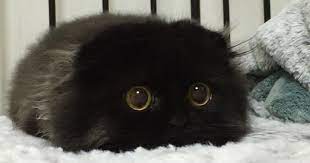 We did not find results for: Meet Gimo The Cat With The Biggest Eyes Ever Bored Panda