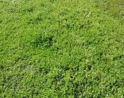 Image result for Bacopa monnieri