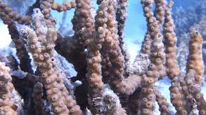 Wa Coral Field Guides Western Australian Museum