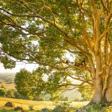 Download the tree, nature png on freepngimg for free. 20 Tree Pictures Images Hd Download Free Photos On Unsplash