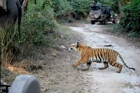 Disgruntled tiger charges an elephant ...