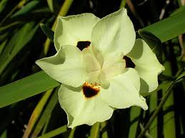 Image result for Dietes