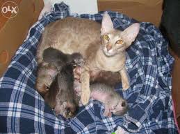 zelenoglazye orientaly s sobachem serdcem odessa izobrazhenie 5 cats animals