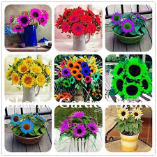 Rare Purple Mini Sunflower Bonsai Helianthus Annuus Flower Plant Courtyard Flower Pots Planting Flowers Mini Sunflowers