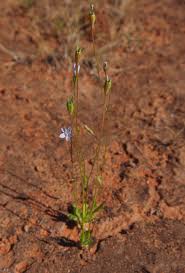 Image result for Wahlenbergia flexuosa