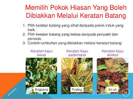 Biasanya orang tanam keratan batang akan terus cucuk ke cara tanam daun kesum dari keratan batang #caratanamdaunkesum #melaluikeratanbatang. Bab 6 Tanaman Hiasan Ting 1