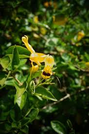 Image result for Ruttya fruticosa