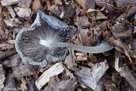 Image result for Coprinus lagopus