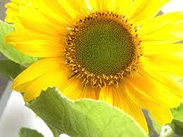 The Sunflower Helianthus Annuus Is An Annual Plant In The Family Asteraceae With A Large Flower Head Capitulum The Ste Annual Plants Plants Large Flowers