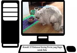 Kucing persia jenis ciri ciri cara merawat hingga harganya. Kenali 15 Makanan Kucing Persia Yang Bagus Untuk Bulu