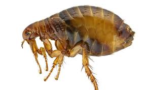 Bed bugs are a common problem in the united states and elsewhere. Big Red Pest Control Calera Area Alignable