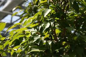 In all parts of the plant have a juice that is very similar to milk. How To Care For A Weeping Fig Ficus Benjamina Smart Garden Guide