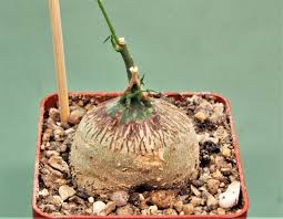 Image result for Adenia kirkii