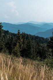 Emerald green arborvitae, thuja green giant, leyland cypress Selective Focus Of Pine Trees In Mountains Near Lawn Free Stock Photo And Image