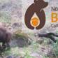 Wild Neighbors – American Black Bears event in Glen Ellen, CA