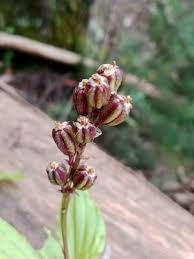 Image result for Malaxis weberbaueriana