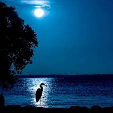 Play Moonlight Sonata Alternative Music Sheet Play On Virtual Piano