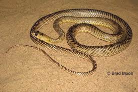 Masticophis Flagellum Lineatulus Lined Coachwhip Lined Snake Creatures