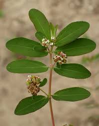 Image result for Euphorbia hypericifolia