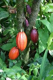 Cocoa Pods Growing Wild Naturewalk 1 Turrubares Costa Rica Cacao Beans Chocolate Tree Fruit
