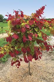 Furthermore, there are several insects that can. Redbuds Sweethearts Of The Woodland Finegardening