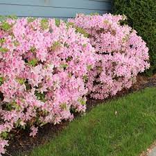 Conversation Piece Azalea Shrub Azaleas Landscaping Azalea Shrub Flowering Bushes