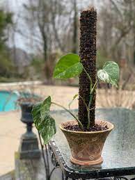 Examples include golden pothos vines, monstera, and climbing philodendron. Moss Pole Diy 7 Easy Steps To Make A Perfect One