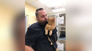 The cats we rescue come in all colors, sizes and ages. 15 Year Old Shelter Cat That Loves Being Held Finds Forever Home Abc News