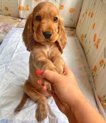 Dog Lovers Dog Lovers Quotes Dog Lovers Gifts Dog Lovers Humor Dog Lovers Videos Dog Lovers Tattoo Dog Lovers Pict In 2020 Cocker Spaniel Puppies Dogs Cute Dogs
