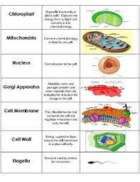 Cell Organelle Card Sort By Katie Sue Meyer Teachers Pay Teachers Sorting Cards Science Cells Cells Activity