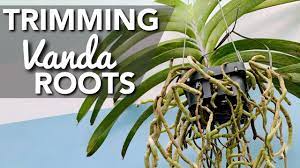 See more ideas about vanda orchids, orchids, beautiful orchids. Trimming Cutting Vanda Roots How To Cut Vanda Roots Tamang Pagputol Ng Ugat Ng Vanda Orchids Youtube