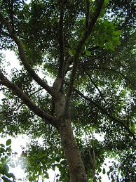 Image result for Peraceae