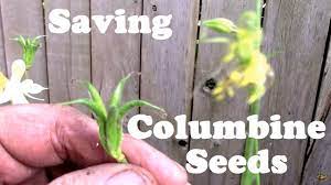 Columbine Flowers Growing Planting And Caring For Aquilegia Plants
