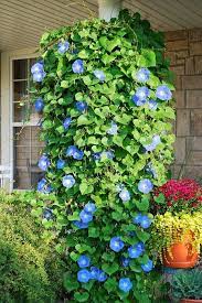 My Garden Heaven Plants Morning Glory Flowers Garden Projects