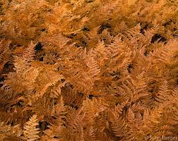 Orcan 060 Autumn Colored Bracken Fern Mount Hood National Forest Oregon Large Format Photo Photograph Picture Hi Res High Resolution File Stock Fine Art Nature Landscape John Barger