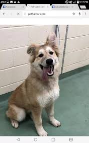 German shepherd, golden retriever, labrador retriever and siberian husky puppies for sale! 5 10 19 High Kill 7 Mos Old A313549 Wolfy Hw Negative Tan White Female 7 Mos 49 Lbs Golden Retriever Golden Retriever Funny Dogs Golden Retriever