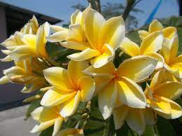 Maybe you would like to learn more about one of these? Plumeria Frangipani Hawaiian Lei Flower A To Z Flowers
