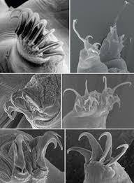 Tardigrades are mostly about 1 mm (0.04 inch) or less in size. Tardigrades American Scientist