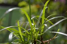 Image result for Cyperus dubius